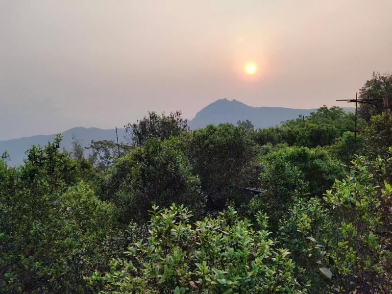 2025年荒山普洱茶