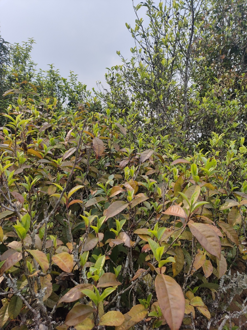 2025年荒山普洱茶