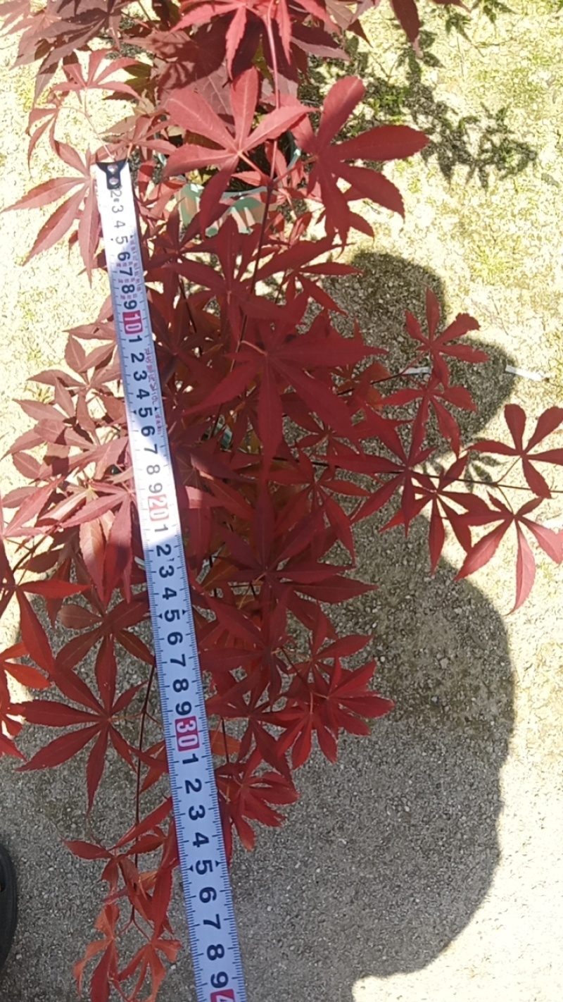 红枫五季红，