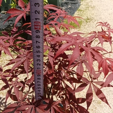 红枫五季红，