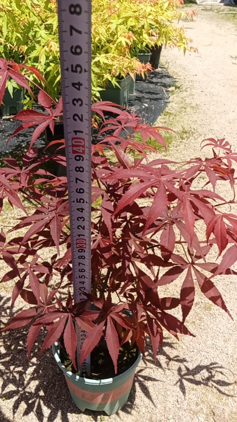 红枫五季红，