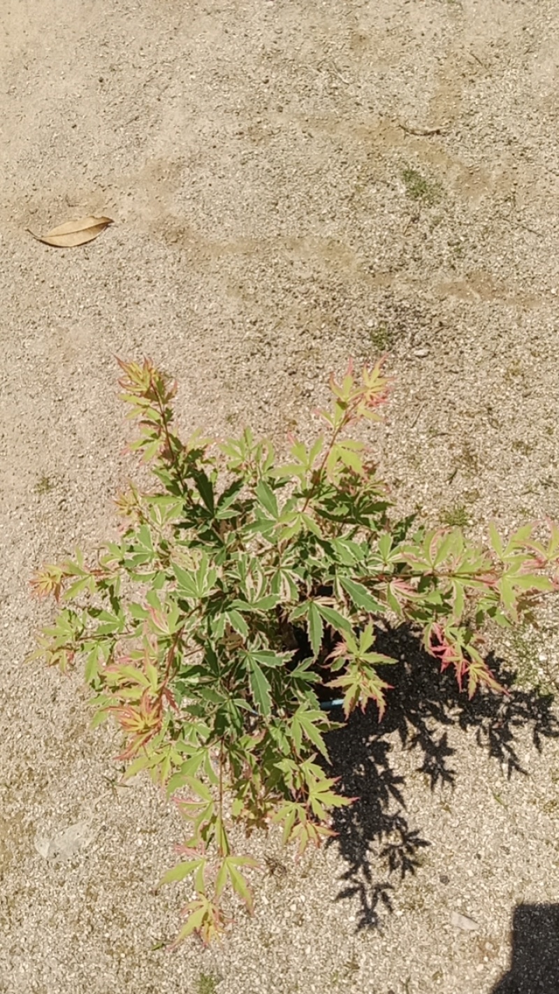 蝴蝶枫树