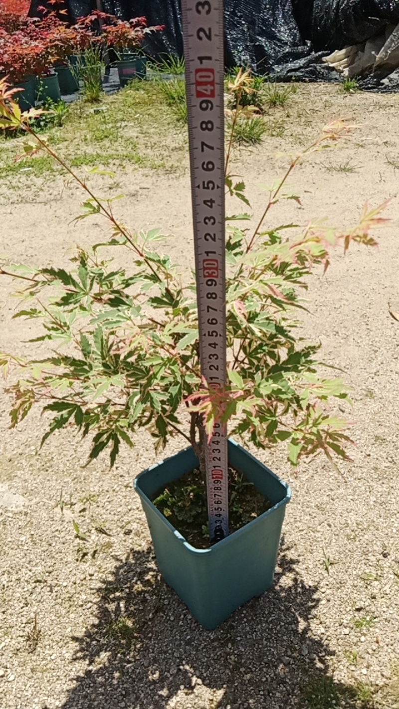 蝴蝶枫树