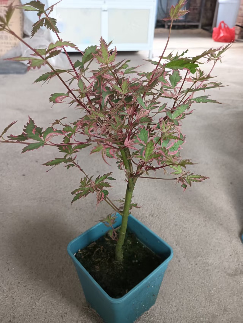 蝴蝶枫树
