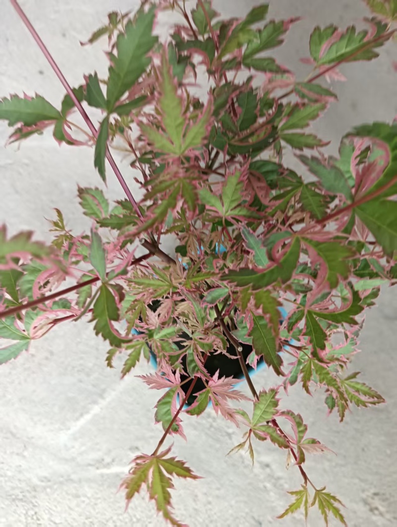 蝴蝶枫树