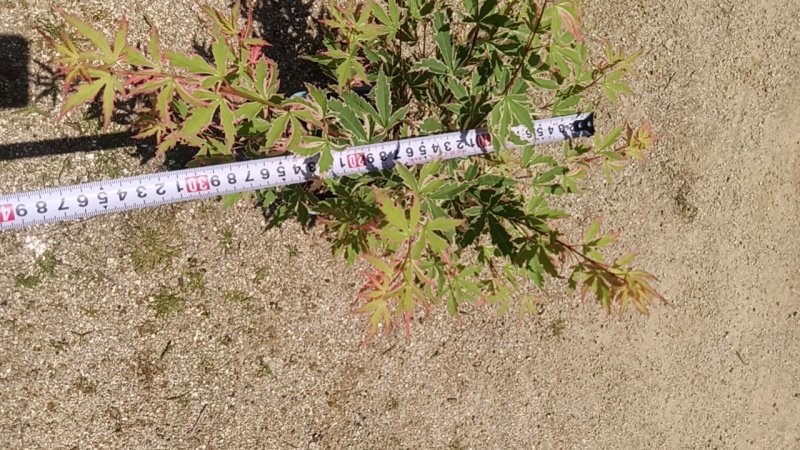 蝴蝶枫树