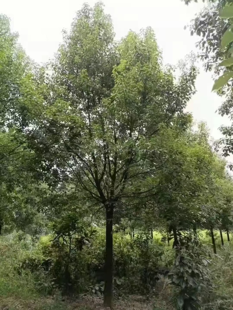 香樟，米径10公分