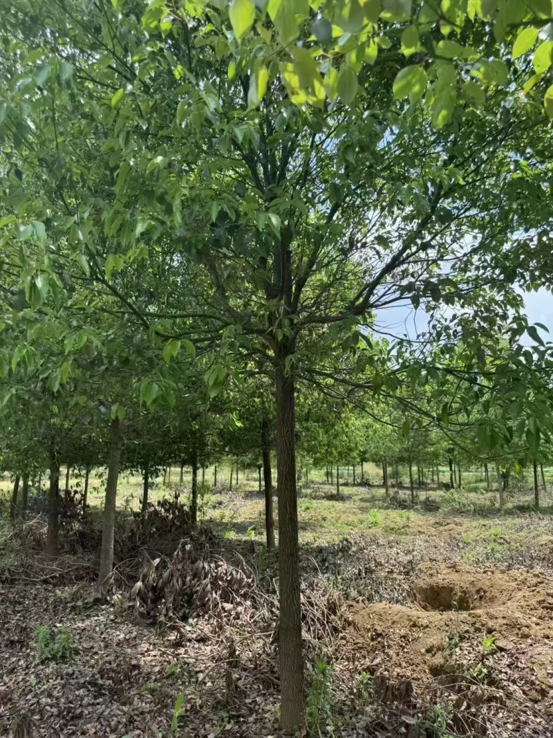 香樟，米径10公分