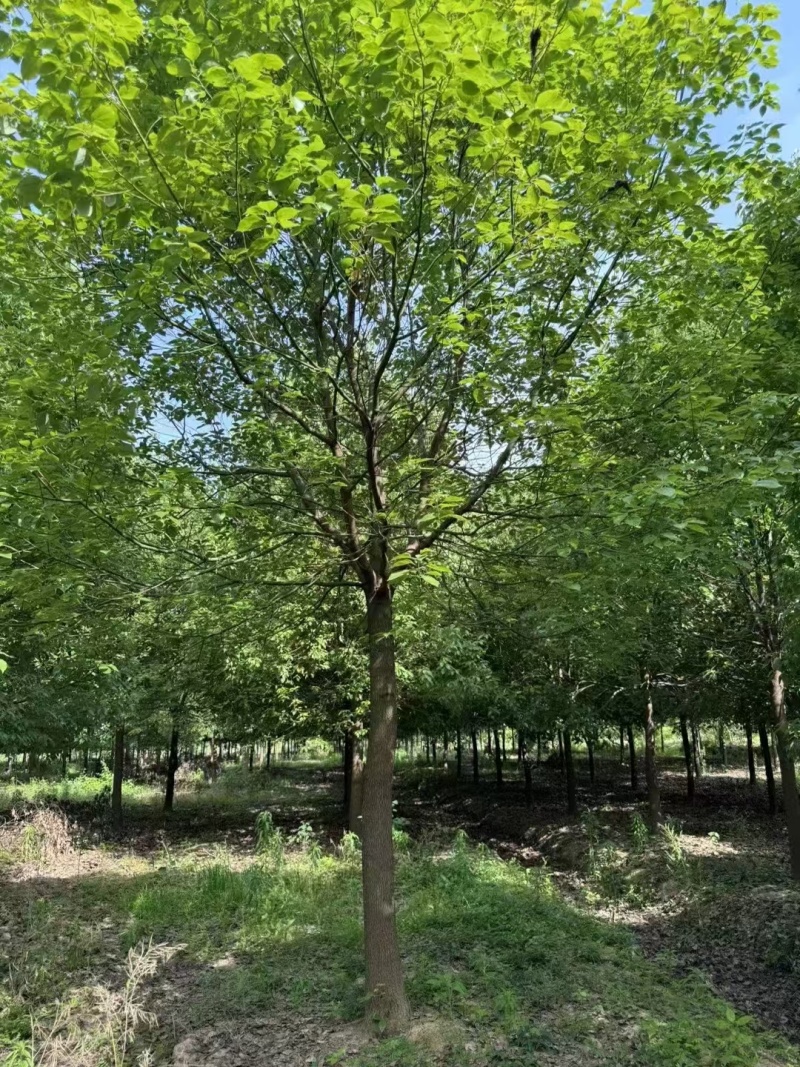 香樟，米径10公分
