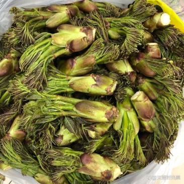 野山菜