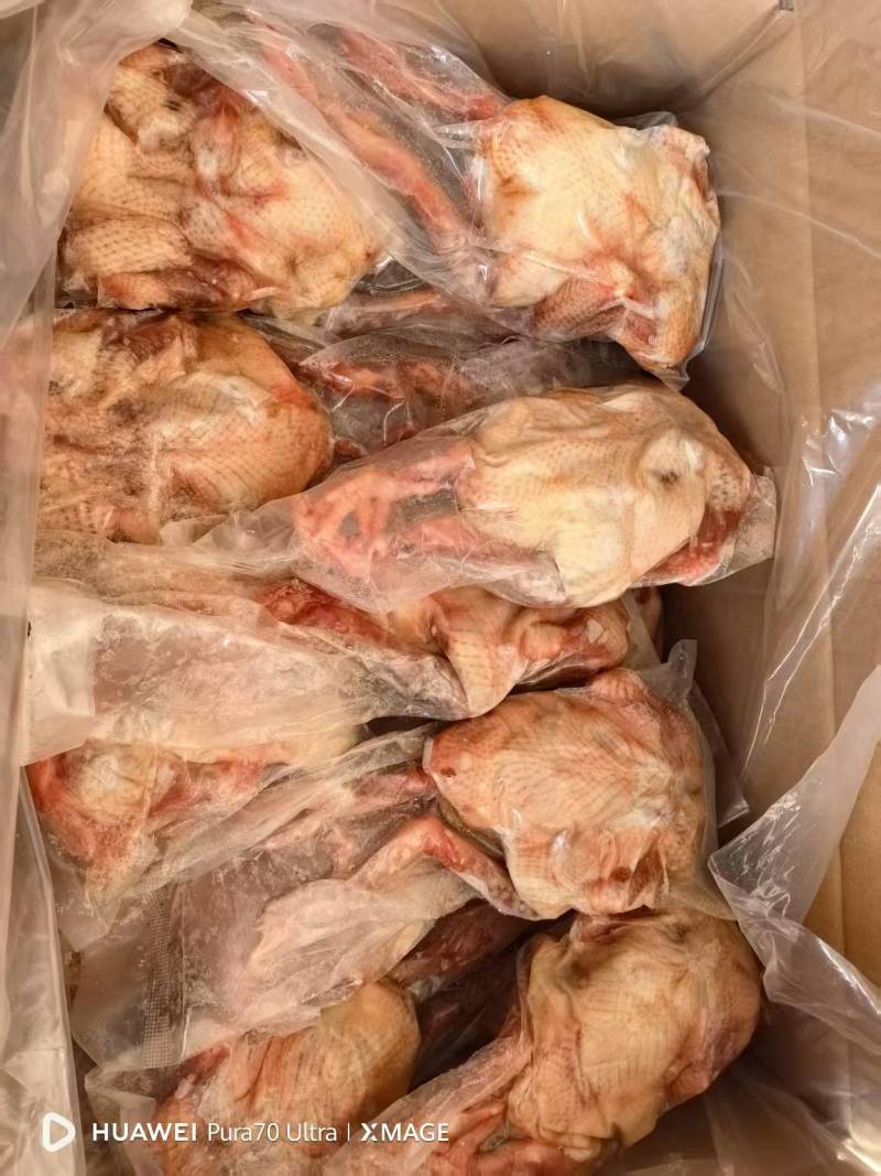 全净膛鸽子6到7两7到8两