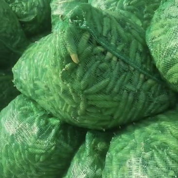 蚕豆