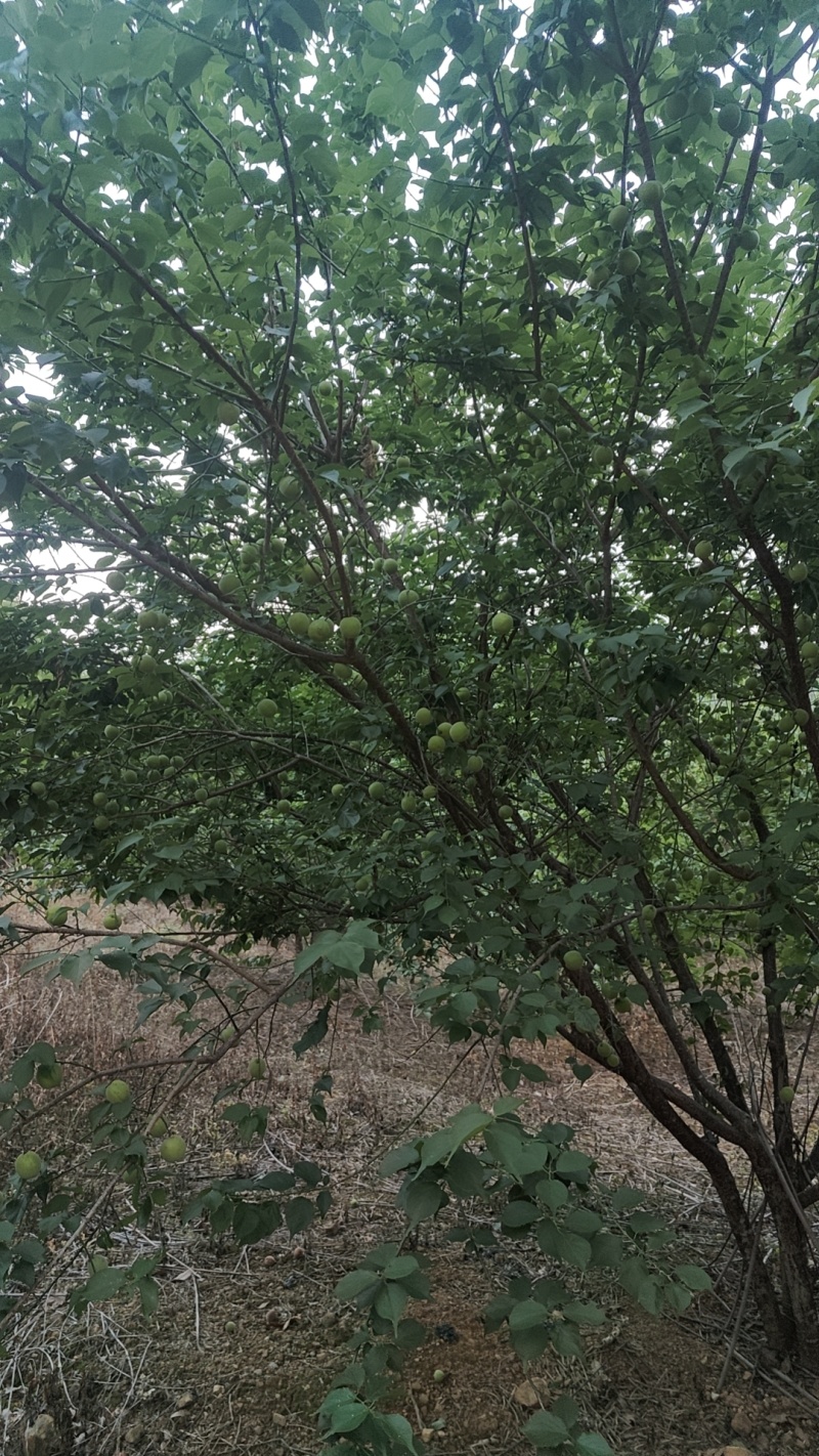 青梅上市啦