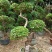 三角梅造型三角梅各种规格移植袋苗