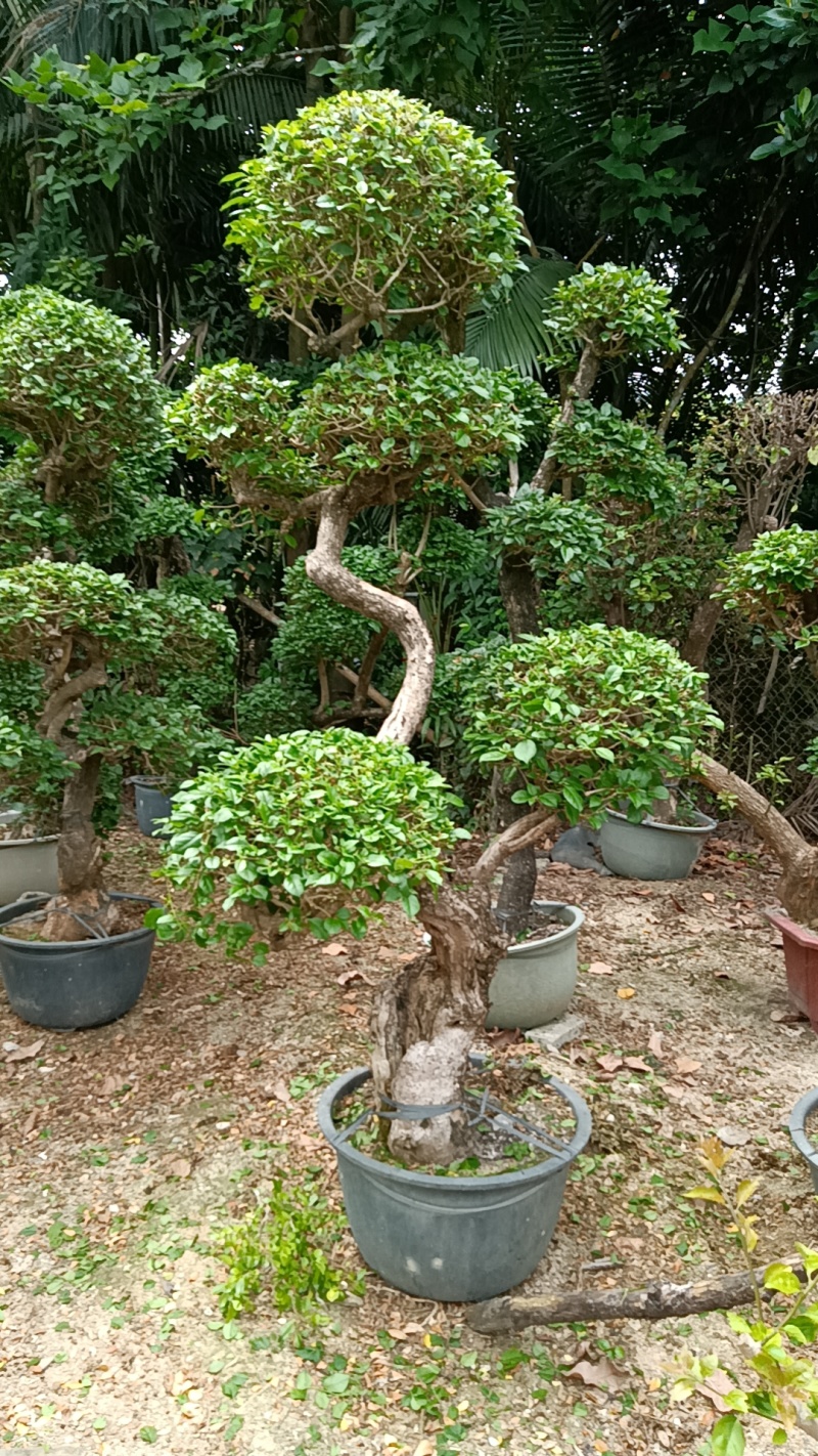 三角梅造型三角梅各种规格移植袋苗