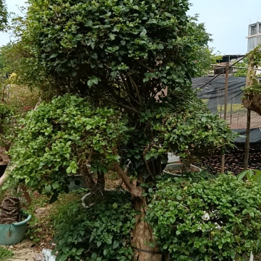三角梅造型三角梅各种规格移植袋苗