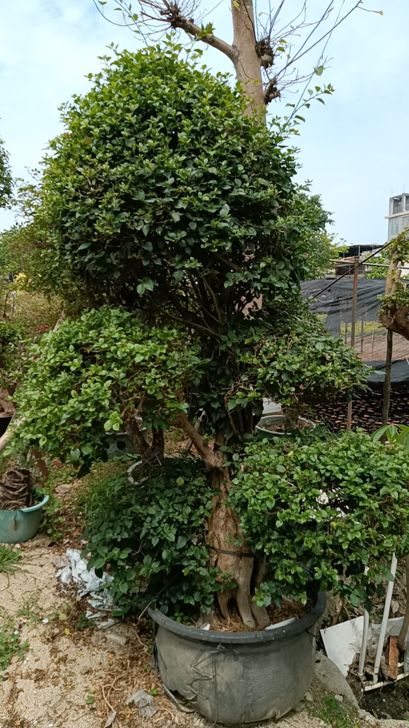 三角梅造型三角梅各种规格移植袋苗