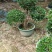 三角梅造型三角梅各种规格移植袋苗