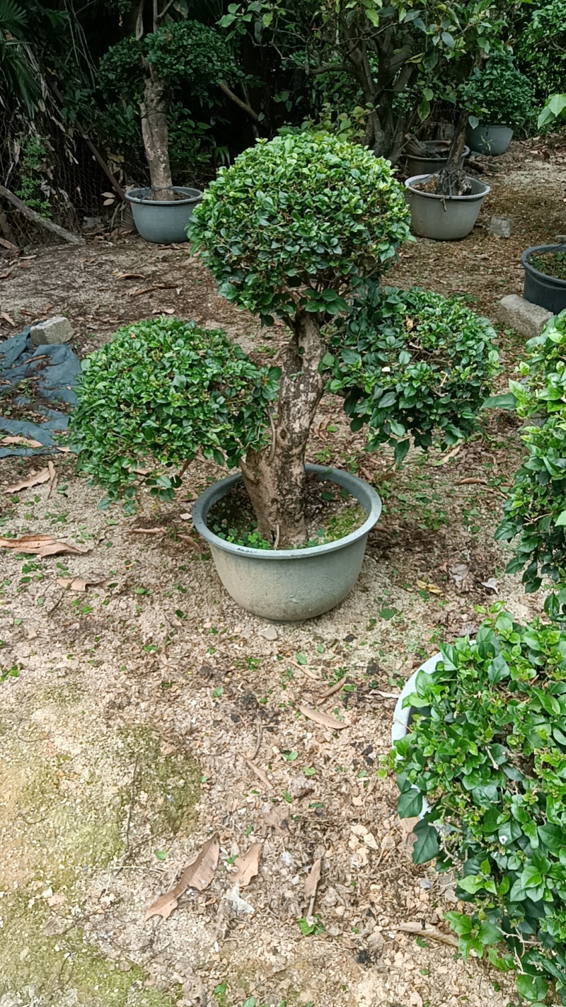 三角梅造型三角梅各种规格移植袋苗