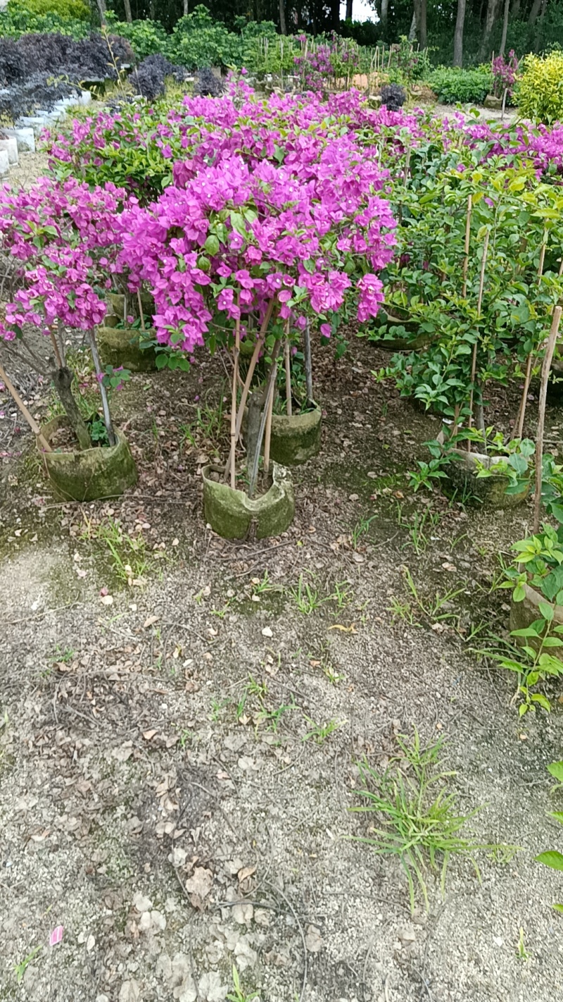 三角梅造型三角梅各种规格移植袋苗