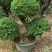 三角梅造型三角梅各种规格移植袋苗