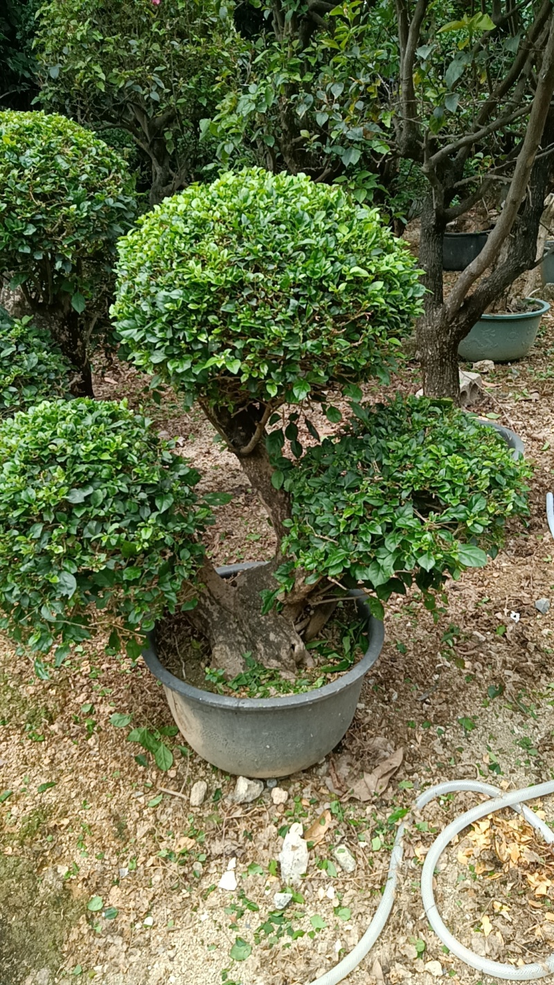 三角梅造型三角梅各种规格移植袋苗