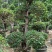 三角梅造型三角梅各种规格移植袋苗