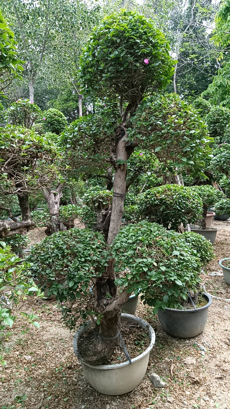 三角梅造型三角梅各种规格移植袋苗