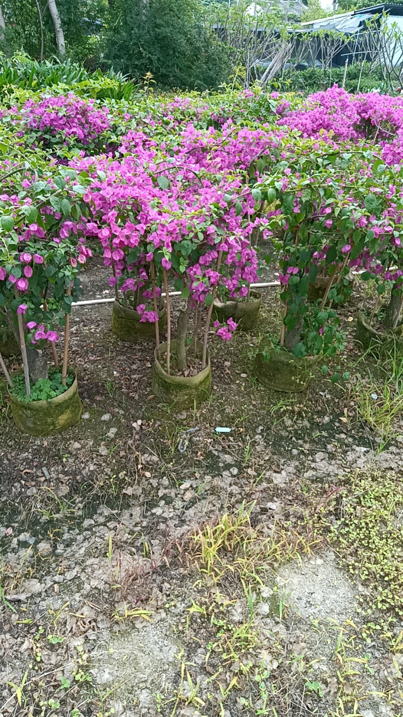 三角梅造型三角梅各种规格移植袋苗