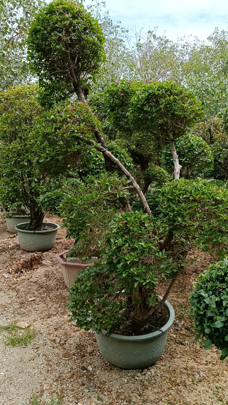 三角梅造型三角梅各种规格移植袋苗