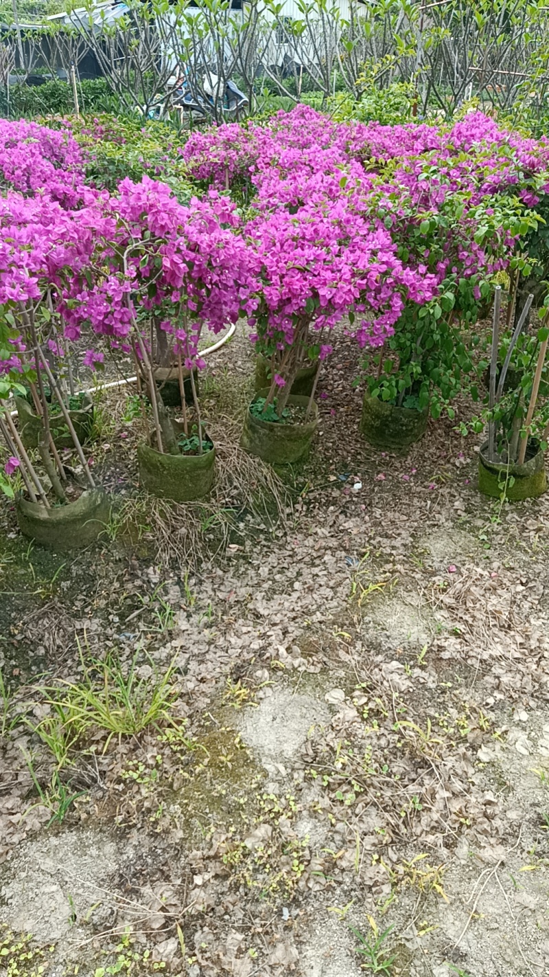 三角梅造型三角梅各种规格移植袋苗