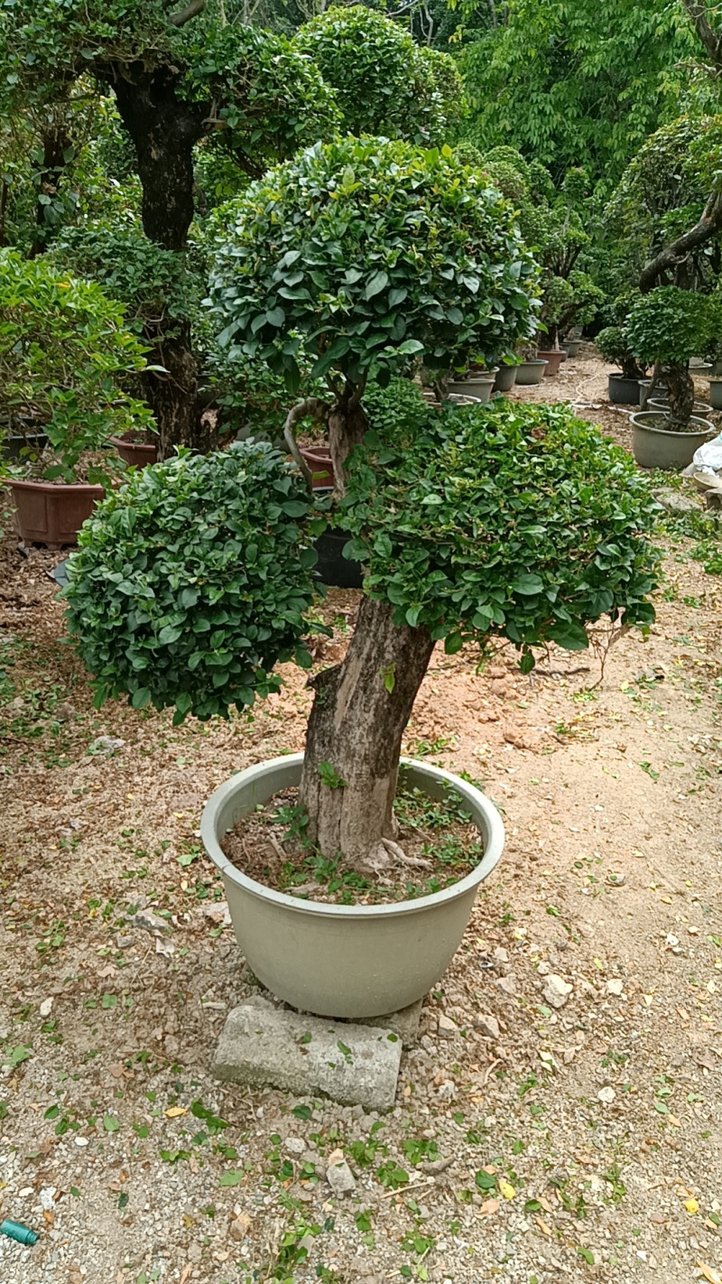 三角梅造型三角梅各种规格移植袋苗