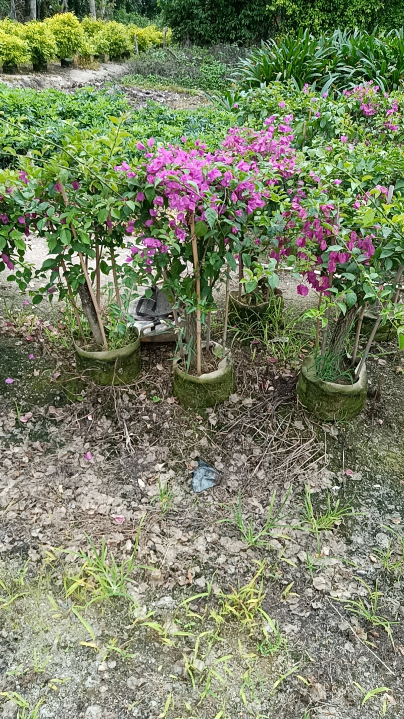 三角梅造型三角梅各种规格移植袋苗