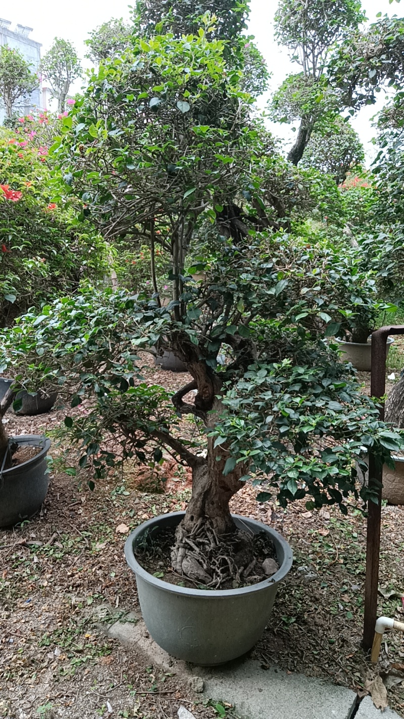 三角梅造型三角梅各种规格移植袋苗