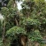 三角梅造型三角梅各种规格移植袋苗