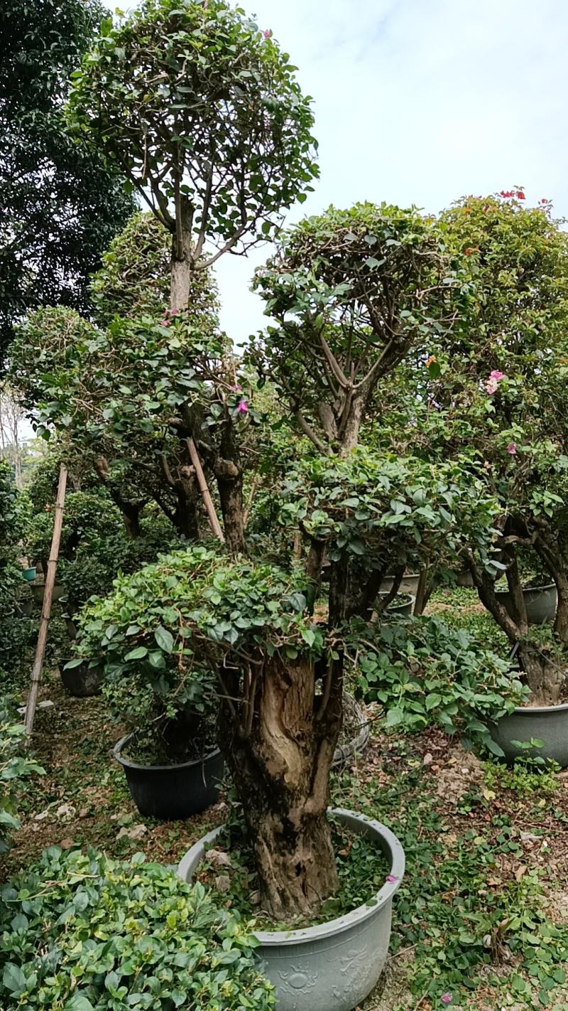 三角梅造型三角梅各种规格移植袋苗
