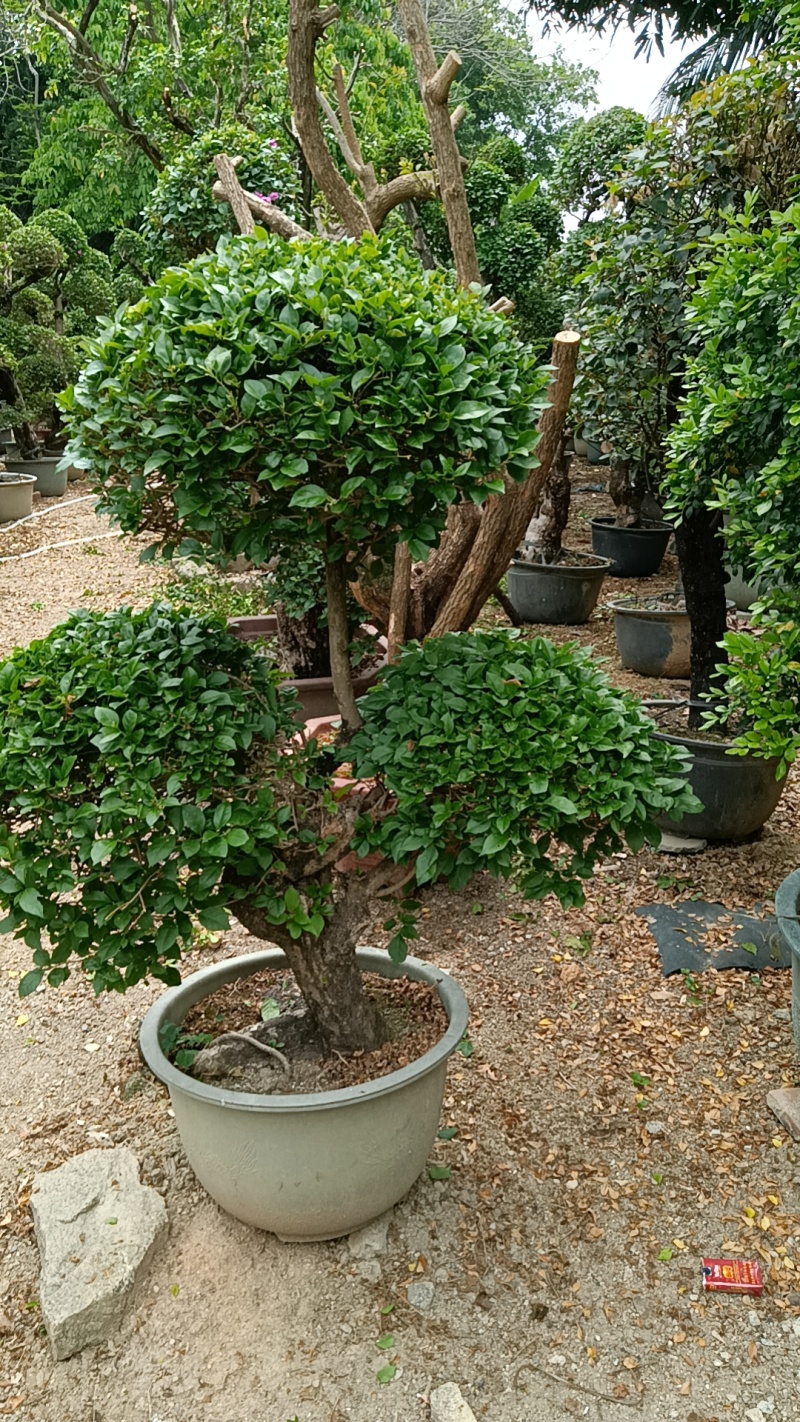 三角梅造型三角梅各种规格移植袋苗