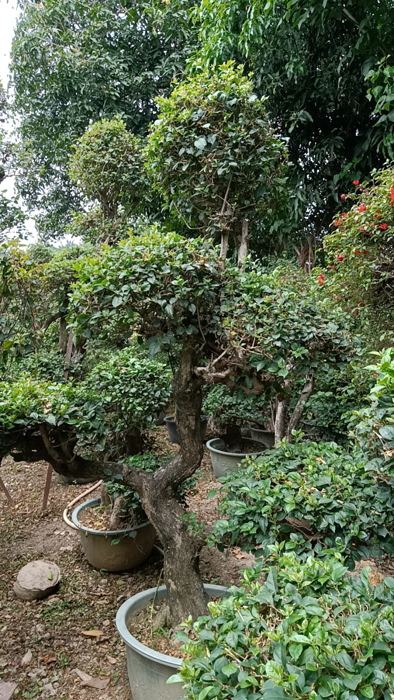 三角梅造型三角梅各种规格移植袋苗