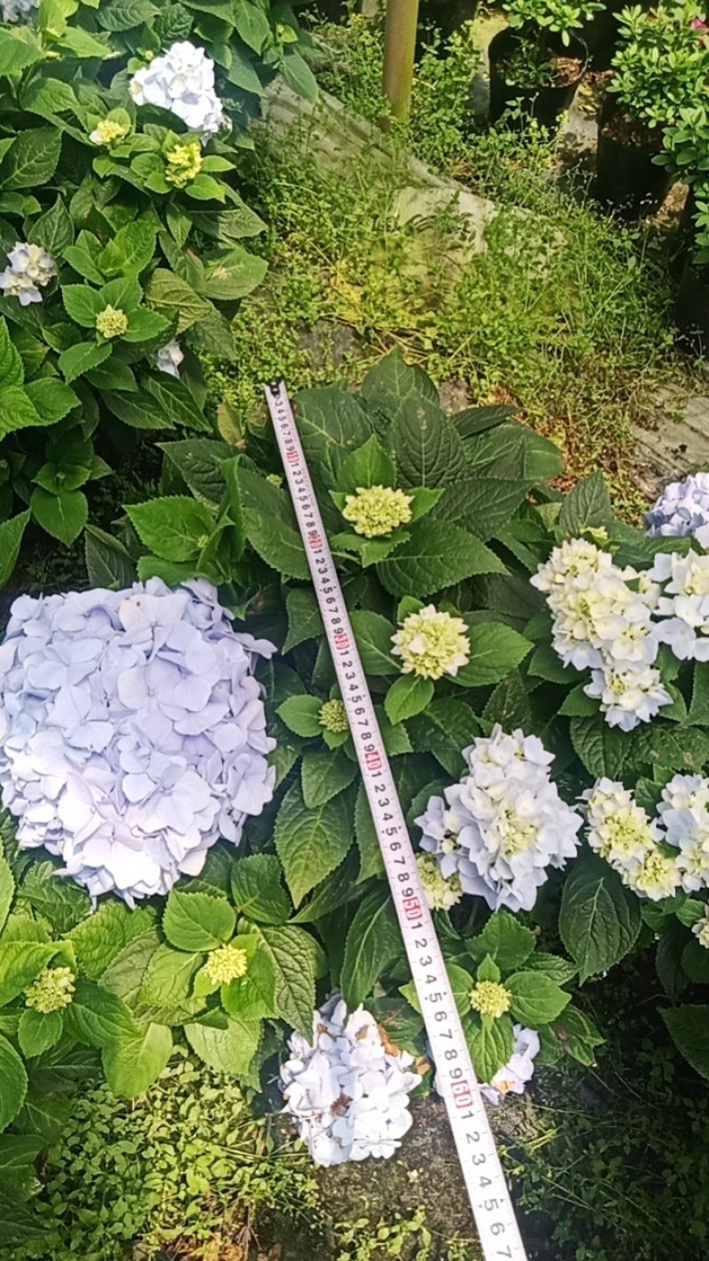 绣球2加仑