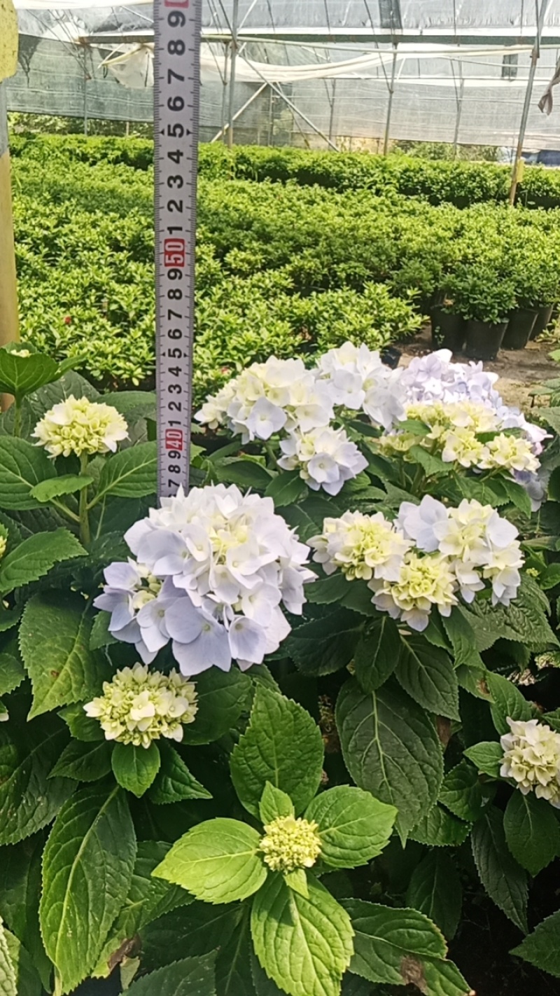 绣球2加仑
