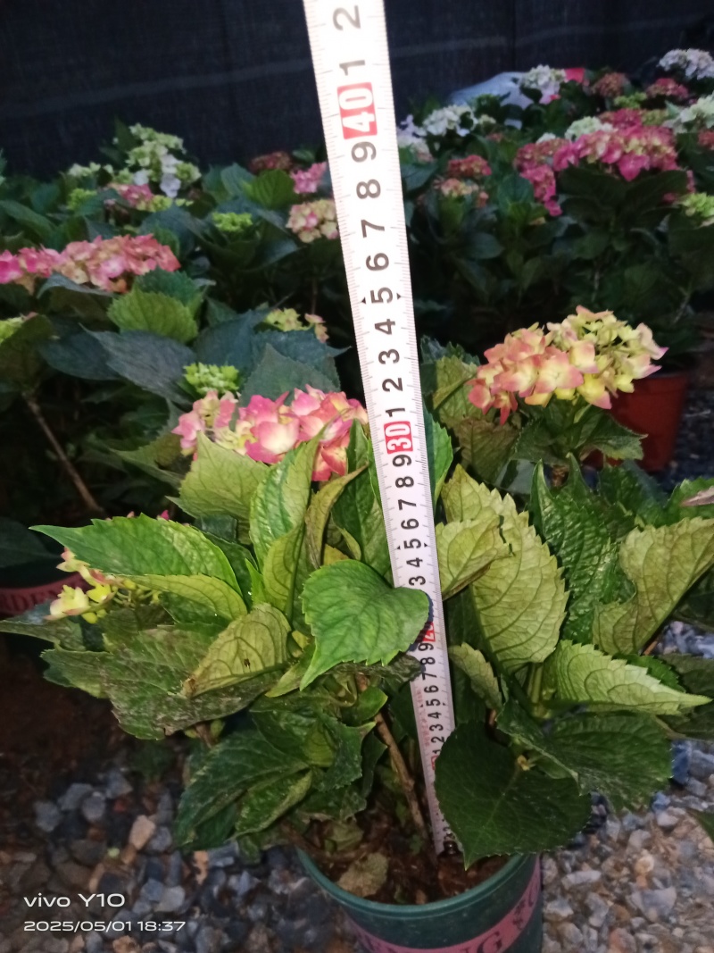 绣球2加仑