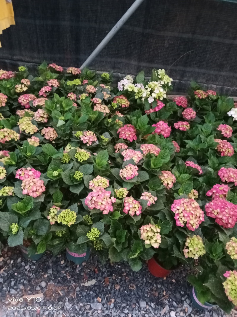 绣球2加仑