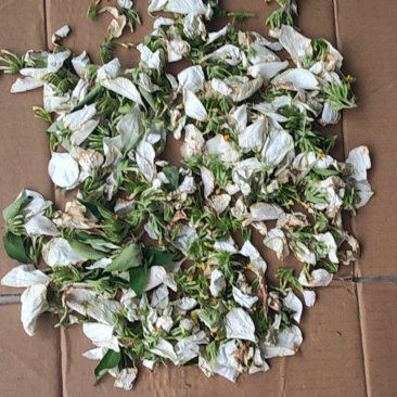 野生玉叶金花干草药