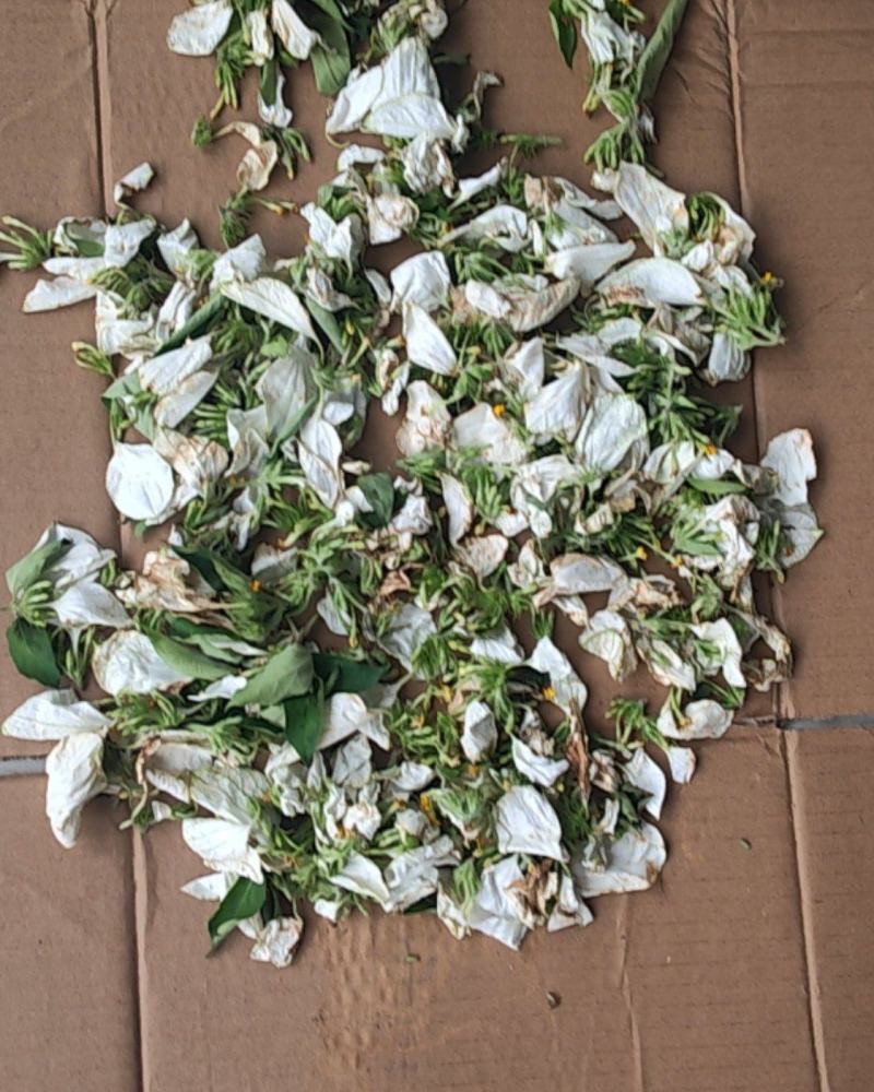 野生玉叶金花干草药