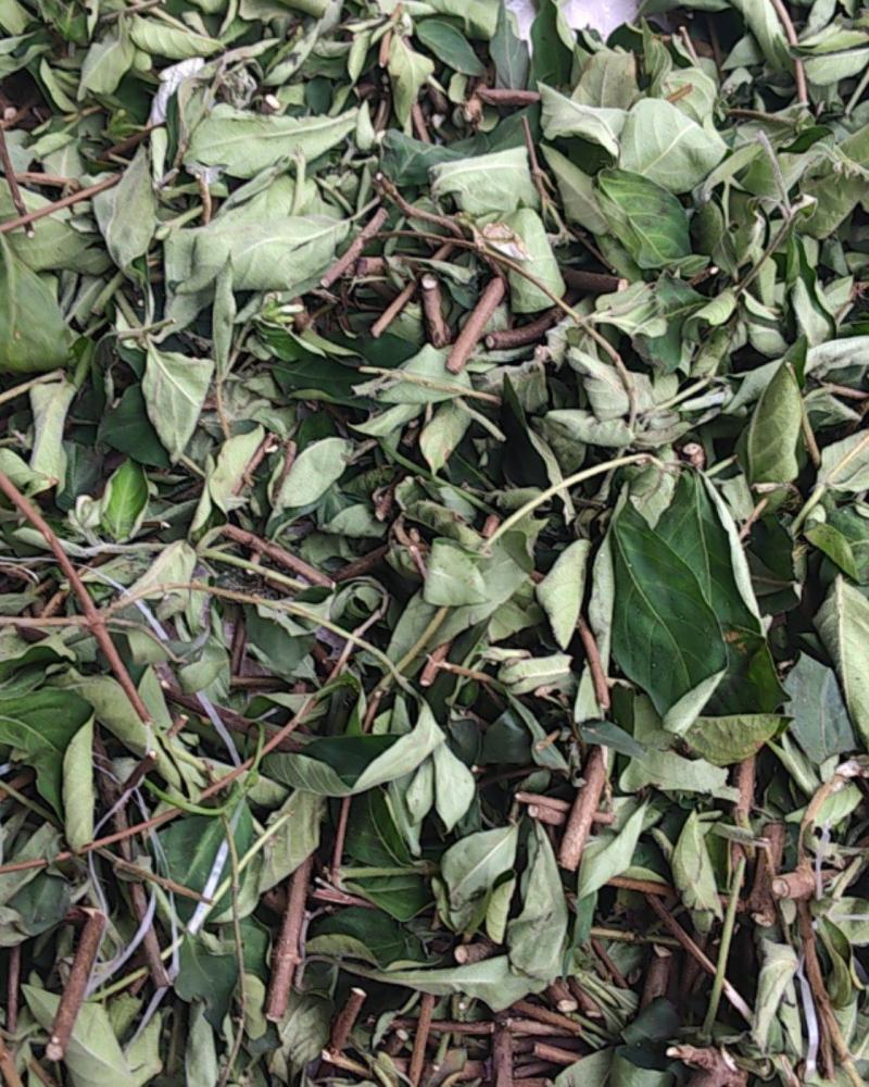野生玉叶金花干草药