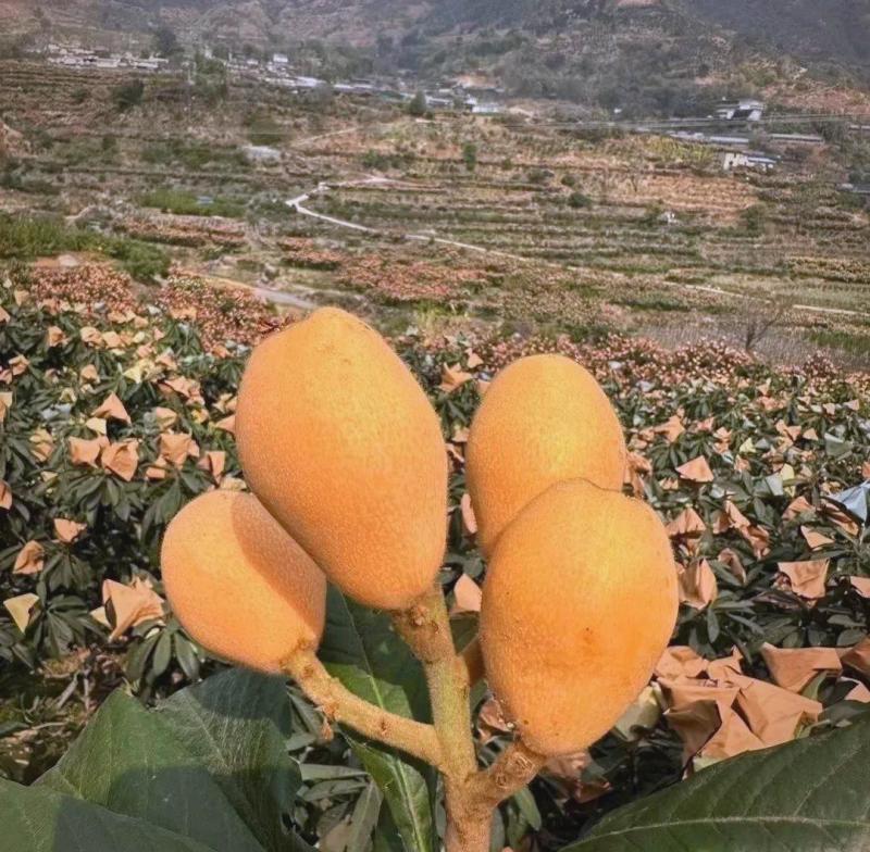批把