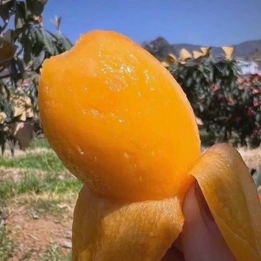 批把