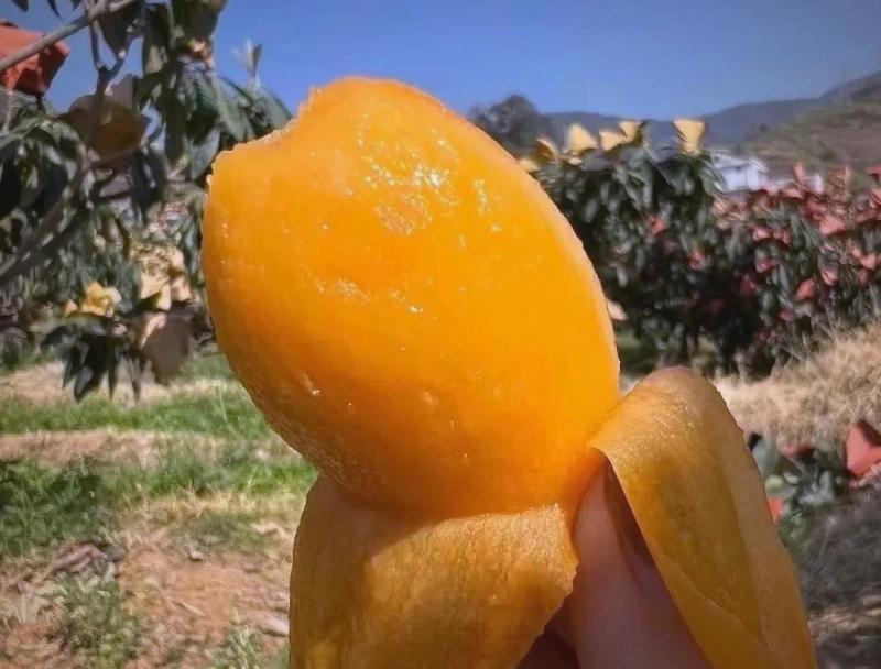 批把