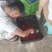 杨梅熟了哦