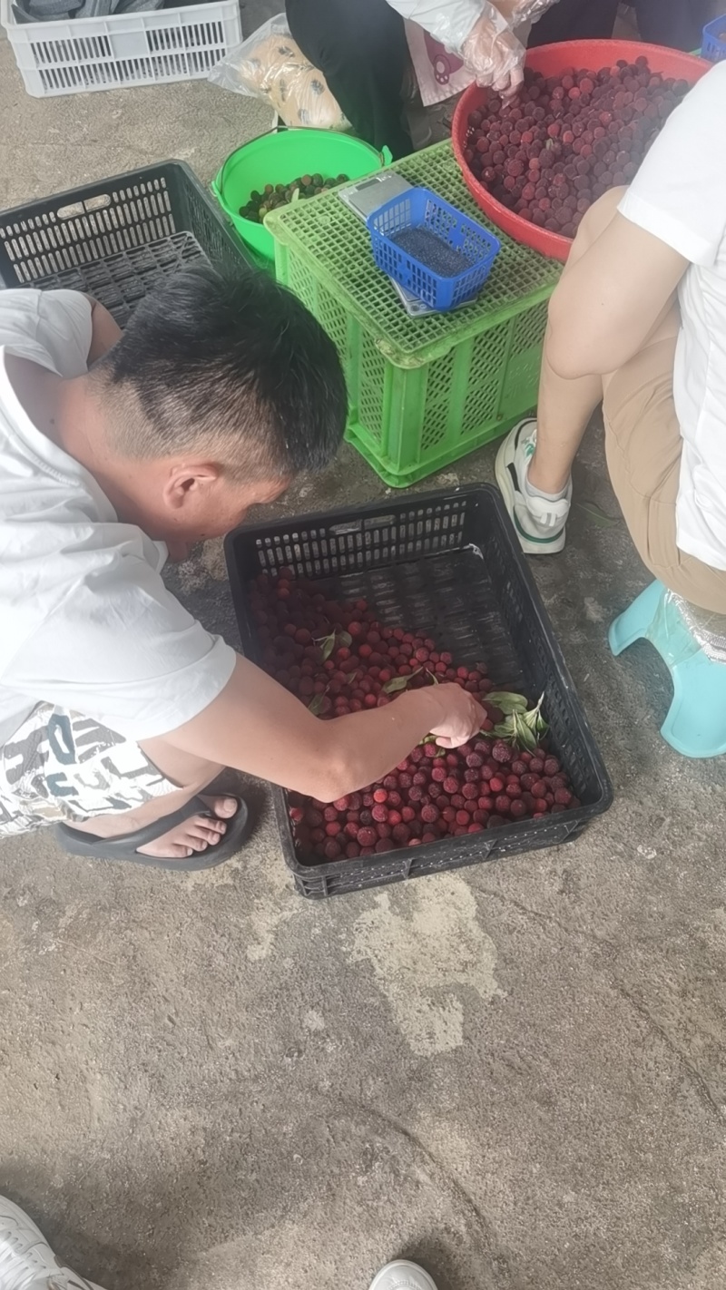 杨梅熟了哦